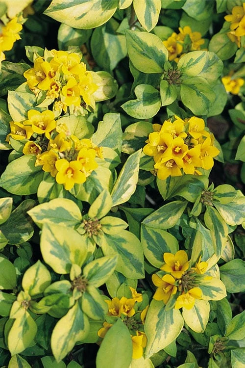 Waikiki Sunset Lysimachia - 5 Pack Of Quart Pots - Image 5