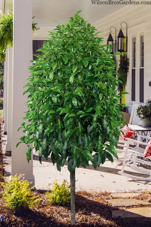 Stellar Ruby Magnolia Single Trunk Tree (Banana Shrub Hybrid) - 7 Gallon Pot (4-5') - Image 4