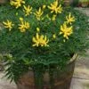 Funky Flow Mahonia - 3 Gallon Pot