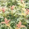 Goshiki Osmanthus (Variegated False Holly) - 5 Gallon Pot