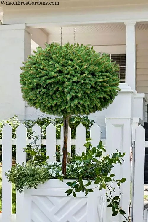 Little Gem Dwarf Norway Spruce Tree (Single Trunk) - 2 Gallon Pot