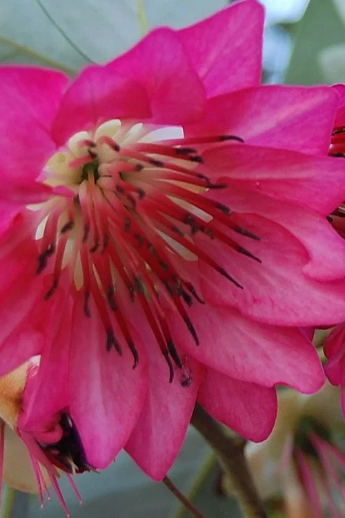 Scarlet Bells' Hong Kong Rose (Rhodoleia Henryi) - 3 Gallon Pot - Image 6
