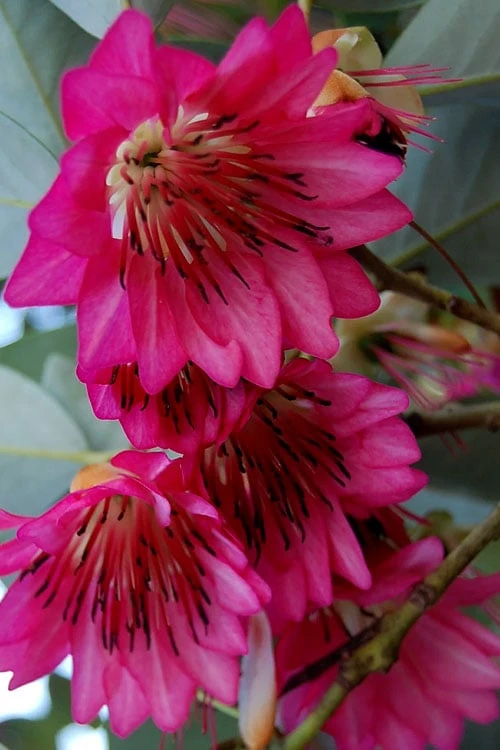 Scarlet Bells' Hong Kong Rose (Rhodoleia Henryi) - 3 Gallon Pot - Image 5