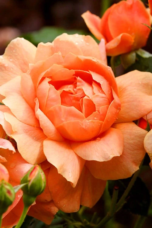 At Last Rose - 3 Gallon Pot - Image 4