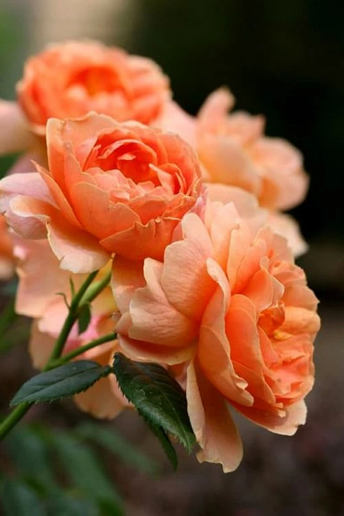 At Last Rose - 3 Gallon Pot - Image 7