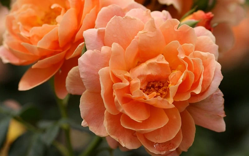 At Last Rose - 3 Gallon Pot - Image 5