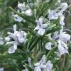 Madeline Hill Rosemary - 1 Gallon Pot