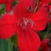 Ragin' Cajun Red Mexican Petunia (Ruellia Elegans) - 1 Gallon Pot