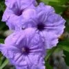 Mayan Compact Purple Mexican Petunia (Ruellia) - 5 Pack Quart Pots
