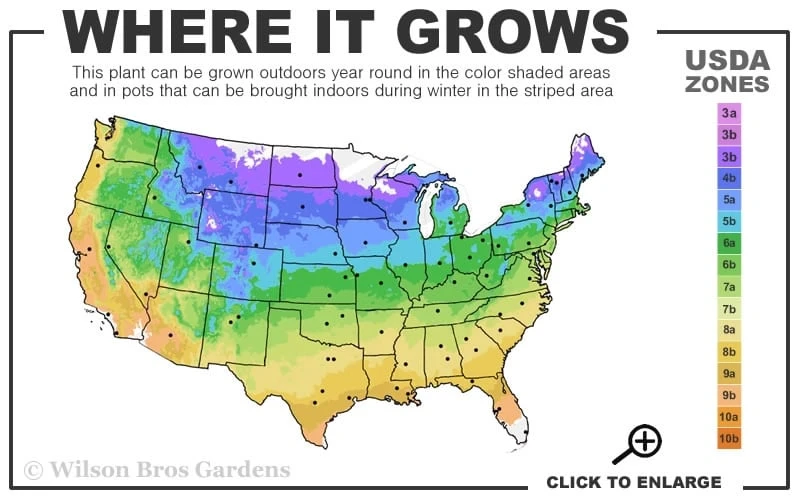 Nubia Clematis - 1 Gallon Pot - Image 3